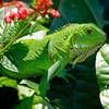 iguana-223157_1280.jpg [(c) Pixabay]